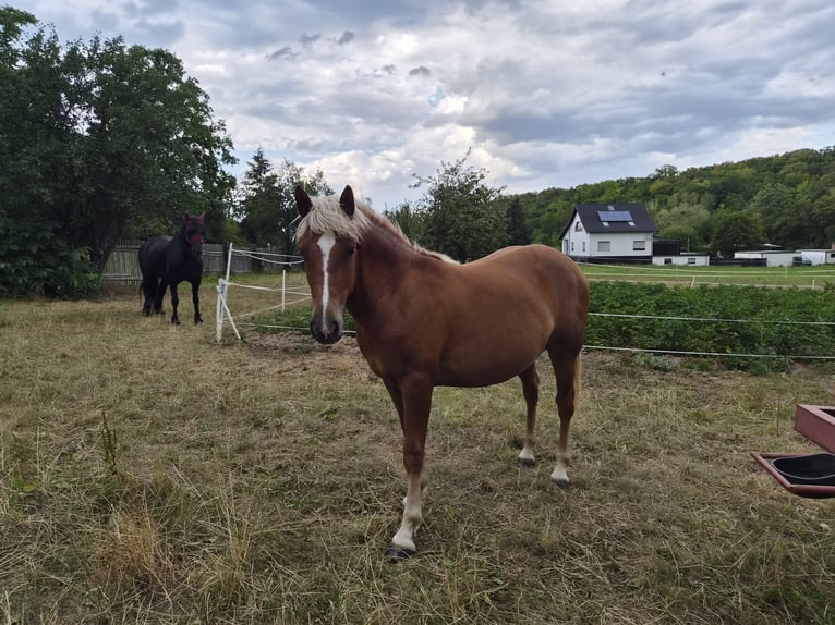 Black Forest Horse Mix Mare 1 year 15.1 hh Chestnut in Thale