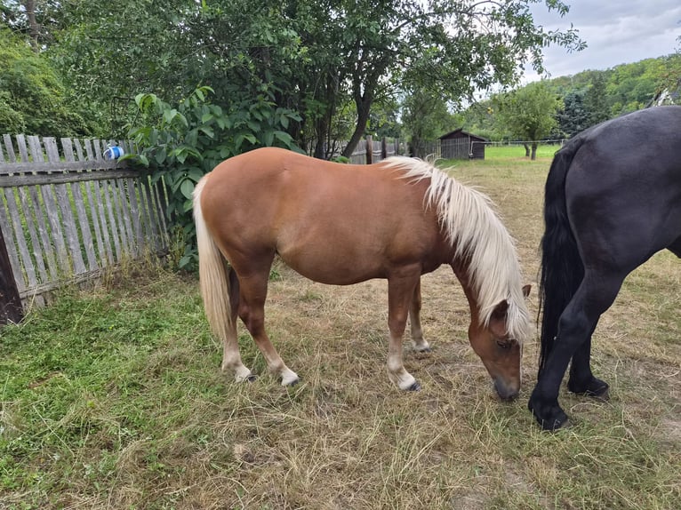 Black Forest Horse Mix Mare 1 year 15.1 hh Chestnut in Thale