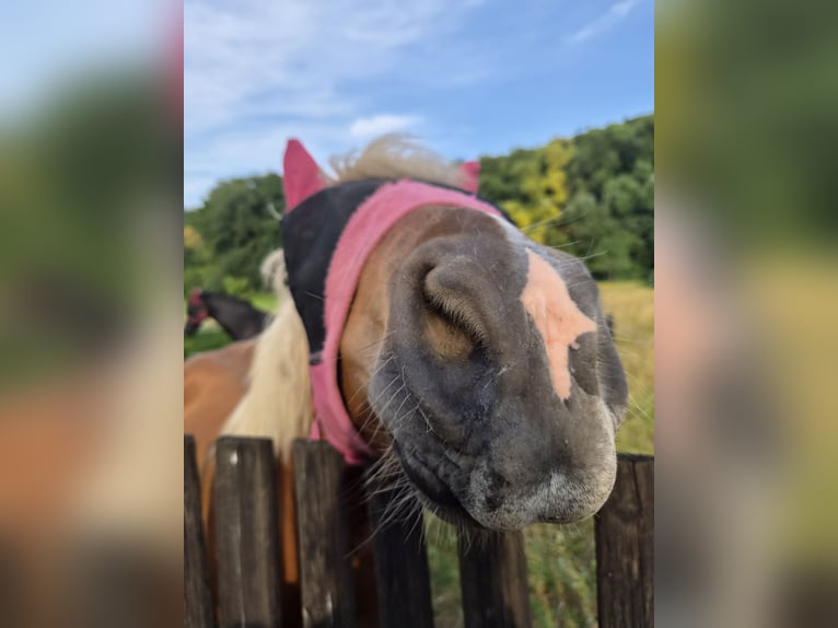 Black Forest Horse Mix Mare 1 year 15.1 hh Chestnut in Thale
