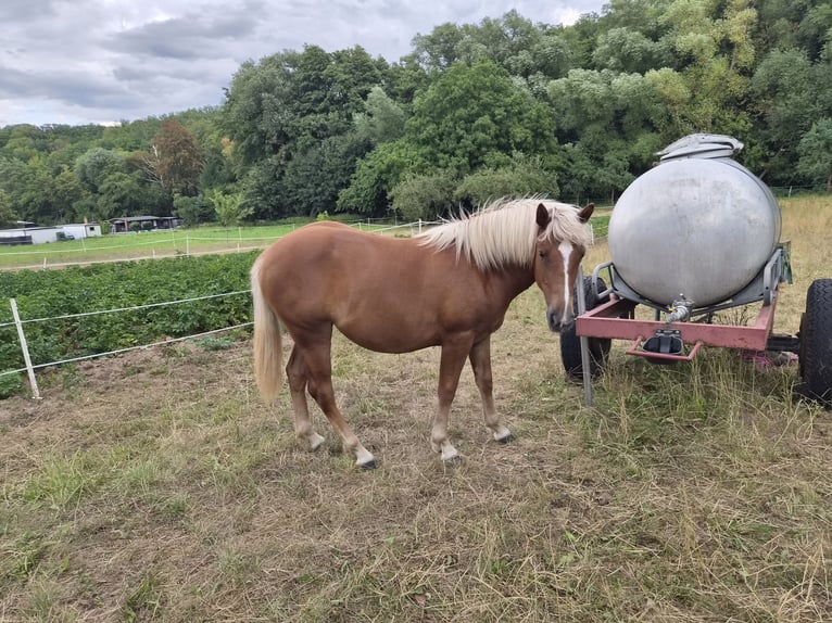 Black Forest Horse Mix Mare 1 year 15.1 hh Chestnut in Thale