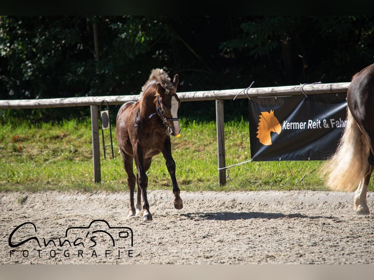 Black Forest Horse Mare 1 year 15 hh Chestnut-Red in Kirchberg