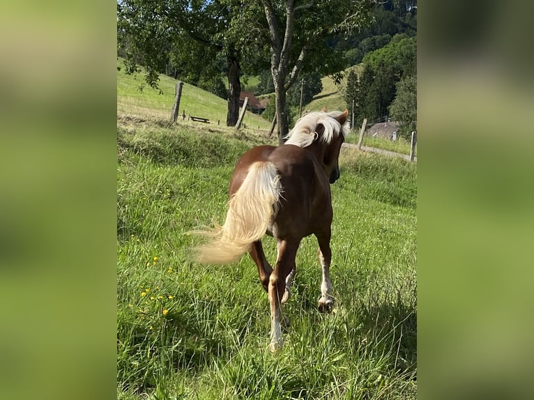 Black Forest Horse Mare 1 year 15 hh Chestnut-Red in Waldkirch