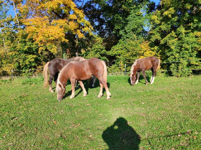 Black Forest Horse Mare 1 year 15,1 hh Chestnut in &#xDC;hlingen-Birkendorf