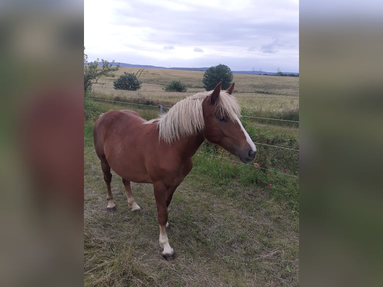 Black Forest Horse Mare 1 year Chestnut in Arnstadt