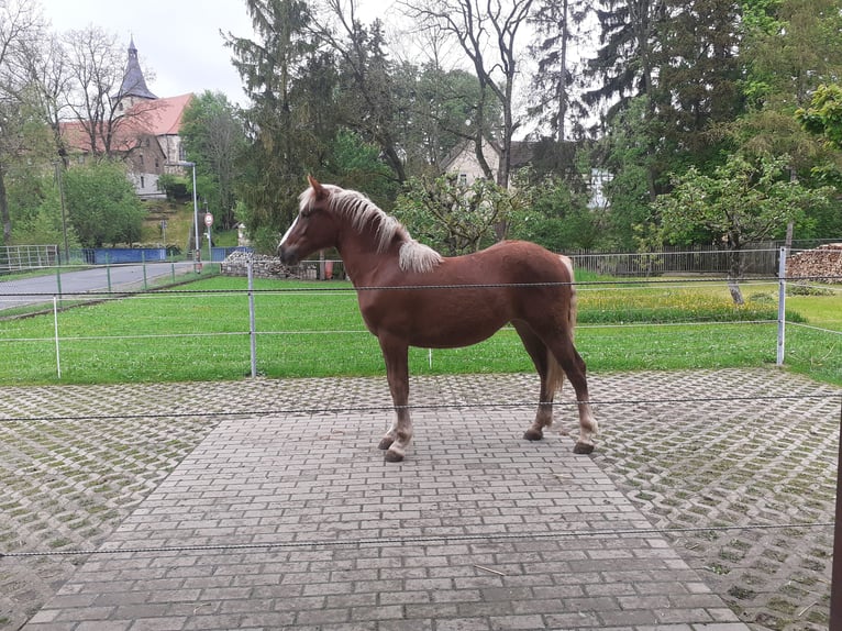 Black Forest Horse Mare 1 year Chestnut in Arnstadt