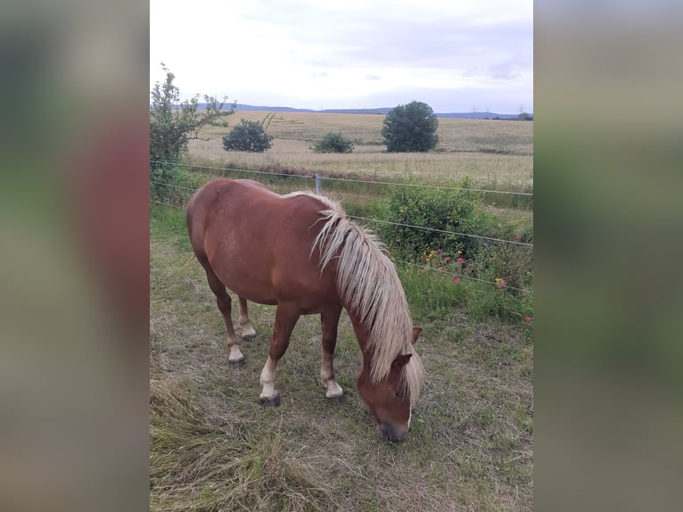 Black Forest Horse Mare 1 year Chestnut in Arnstadt