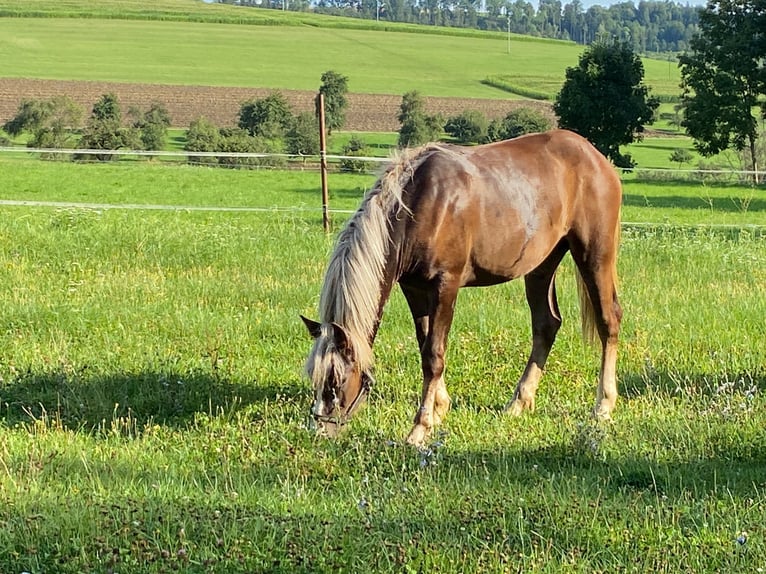 Black Forest Horse Mare 1 year Chestnut in Ühlingen-Birkendorf