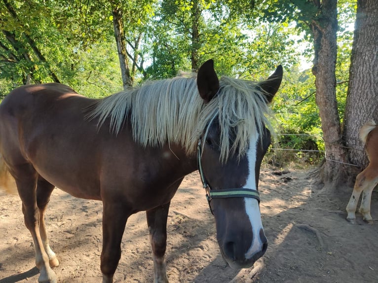 Black Forest Horse Mare 1 year Chestnut in Ühlingen-Birkendorf