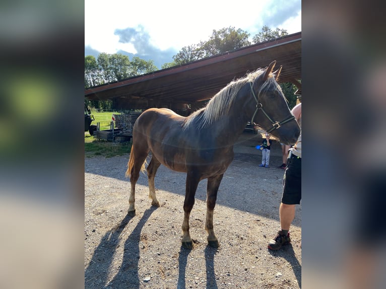 Black Forest Horse Mare 1 year Chestnut in Ühlingen-Birkendorf