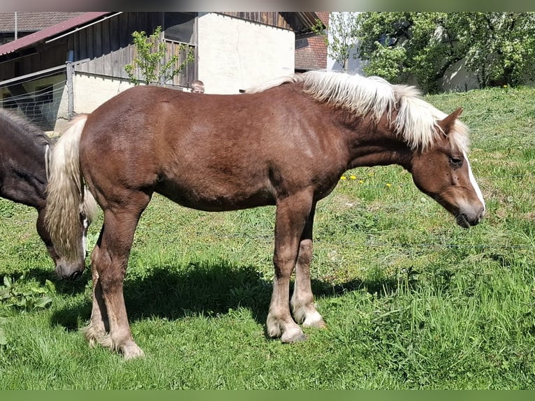 Black Forest Horse Mare 1 year Chestnut in Waldshut-Tiengen