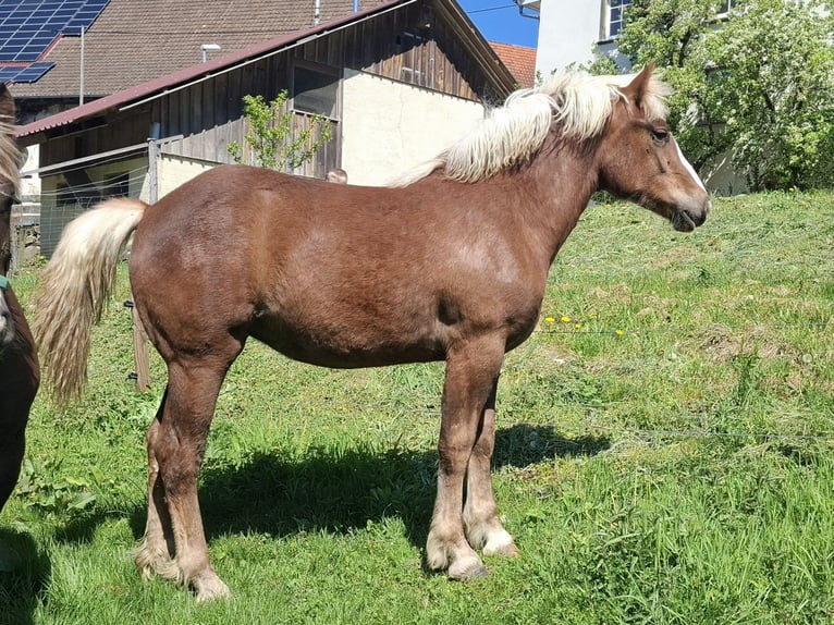 Black Forest Horse Mare 1 year Chestnut in Waldshut-Tiengen
