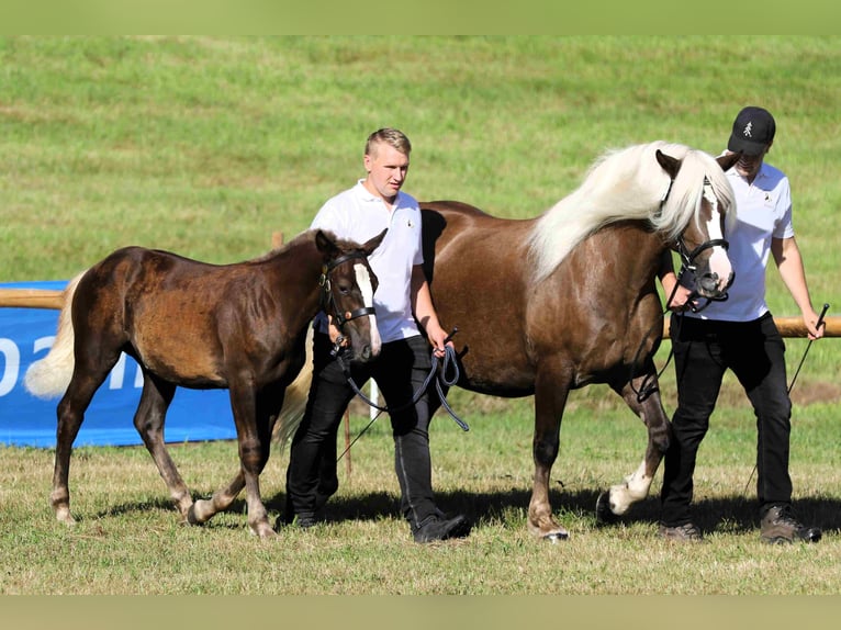 Black Forest Horse Mare 1 year Chestnut-Red in Hofstetten