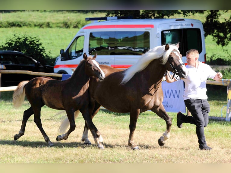 Black Forest Horse Mare 1 year Chestnut-Red in Hofstetten