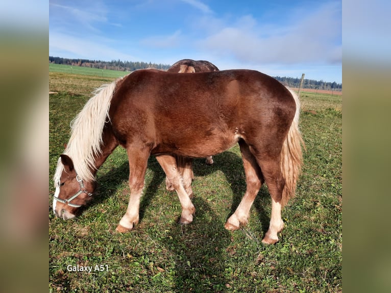Black Forest Horse Mare 1 year Chestnut-Red in Villingen-Schwenningen