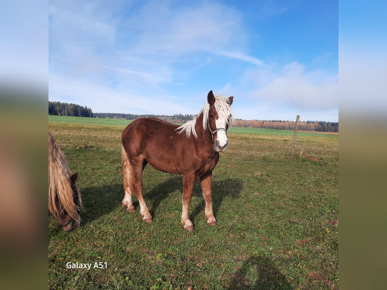 Black Forest Horse Mare 1 year Chestnut-Red in Villingen-Schwenningen