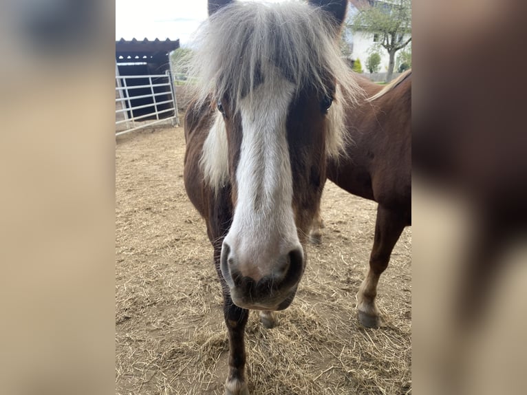 Black Forest Horse Mare 1 year Chestnut-Red in Waldburg