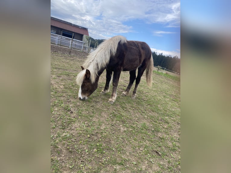 Black Forest Horse Mare 1 year Chestnut-Red in Waldburg