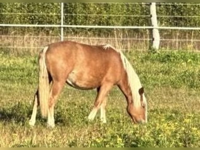 Black Forest Horse Mare 1 year Chestnut-Red in Hennersdorf