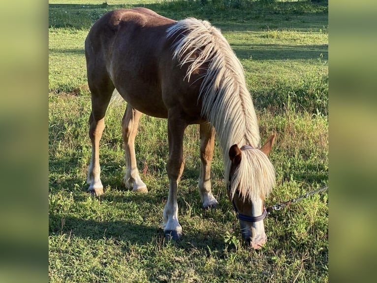 Black Forest Horse Mare 1 year Chestnut-Red in Hennersdorf