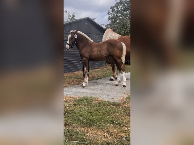 Black Forest Horse Mare 1 year  in Silvolde