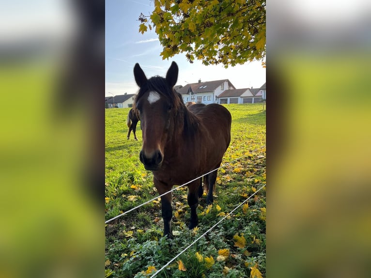 Black Forest Horse Mare 2 years 14,2 hh Brown in Sulz am Neckar