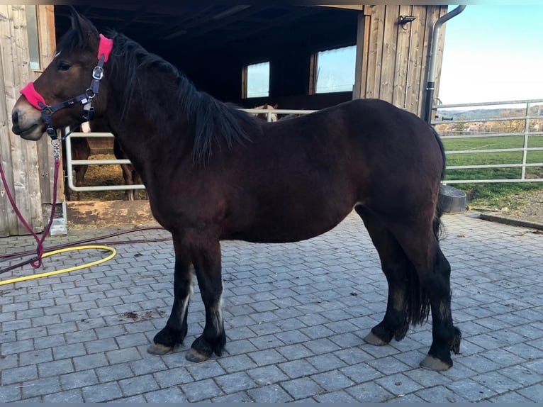 Black Forest Horse Mare 2 years 14,2 hh Brown in Sulz am Neckar