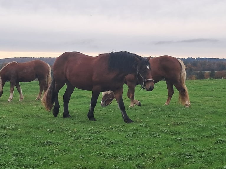 Black Forest Horse Mare 2 years 14,2 hh Brown in Sulz am Neckar