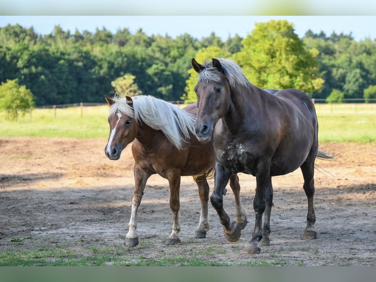 Black Forest Horse Mare 2 years 14,2 hh Chestnut in Babenhausen