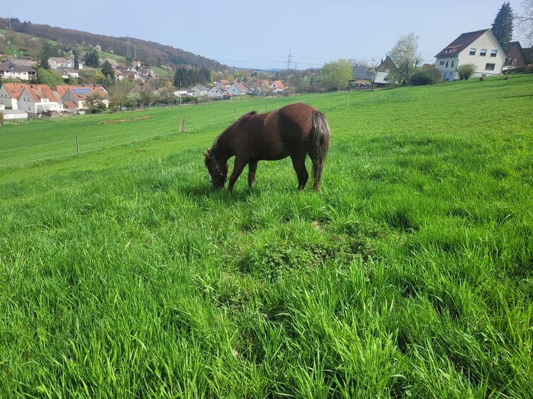 Black Forest Horse Mare 2 years 14,2 hh Chestnut in Schönenberg-Kübelberg