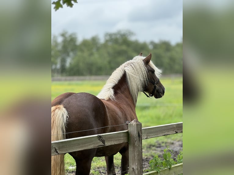 Black Forest Horse Mare 2 years 14,2 hh Chestnut in Zuidwolde