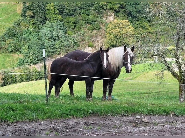 Black Forest Horse Mare 2 years 14 hh Chestnut in Elzach