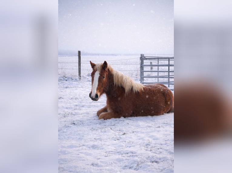 Black Forest Horse Mare 2 years 14 hh in Reichelsheim