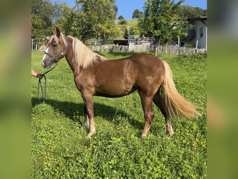 Black Forest Horse Mare 2 years 14,3 hh Chestnut in Freiamt