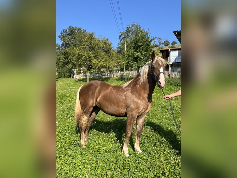Black Forest Horse Mare 2 years 14,3 hh Chestnut in Freiamt