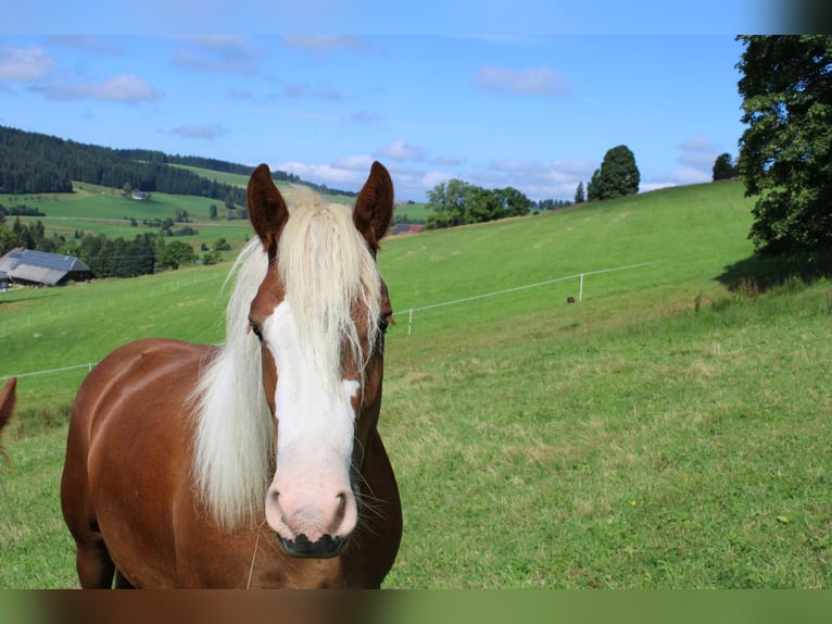 Black Forest Horse Mare 2 years Chestnut-Red in Gütenbach