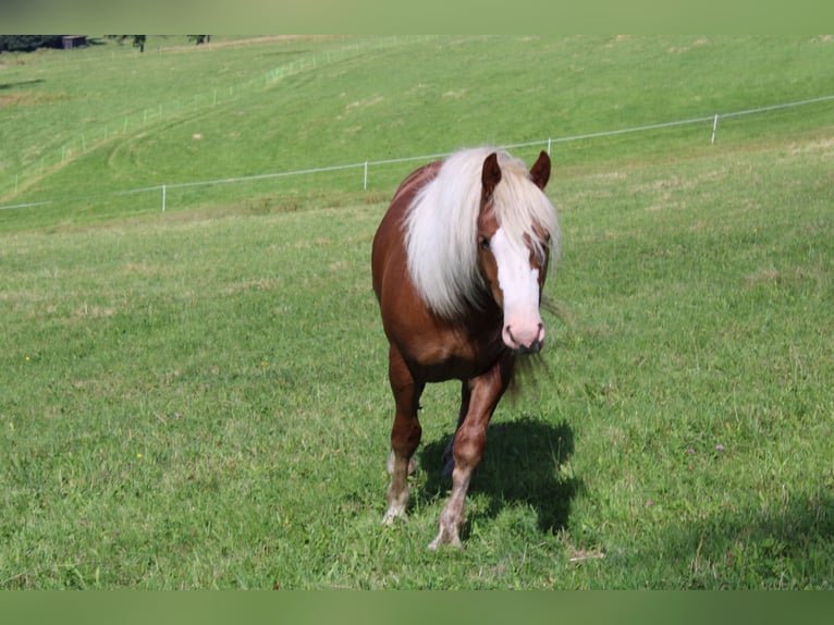 Black Forest Horse Mare 2 years Chestnut-Red in Gütenbach