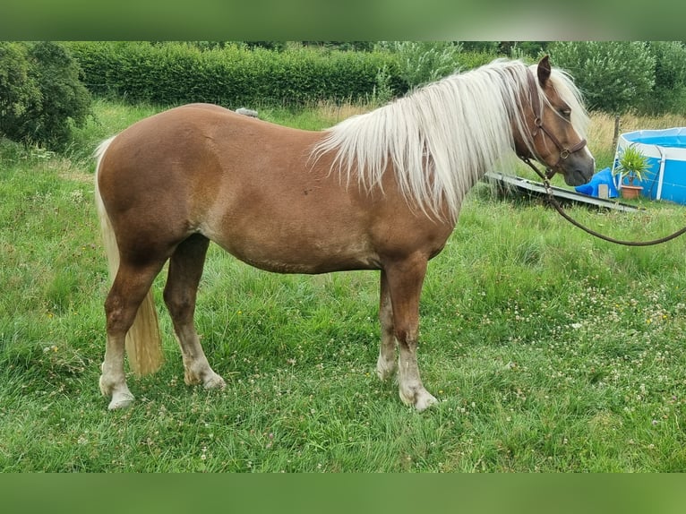 Black Forest Horse Mare 2 years in Dachsberg