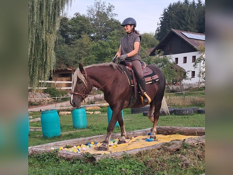 Black Forest Horse Mare 3 years 14.2 hh Chestnut in Bayerbach