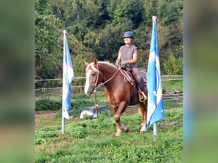Black Forest Horse Mix Mare 3 years 15.1 hh Chestnut-Red in Bayerbach