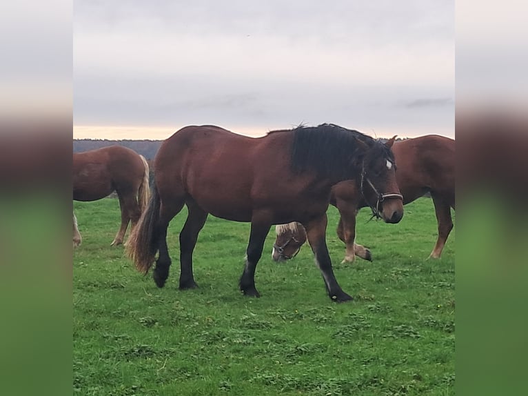 Black Forest Horse Mare 3 years 15 hh Brown in Sulz am Neckar