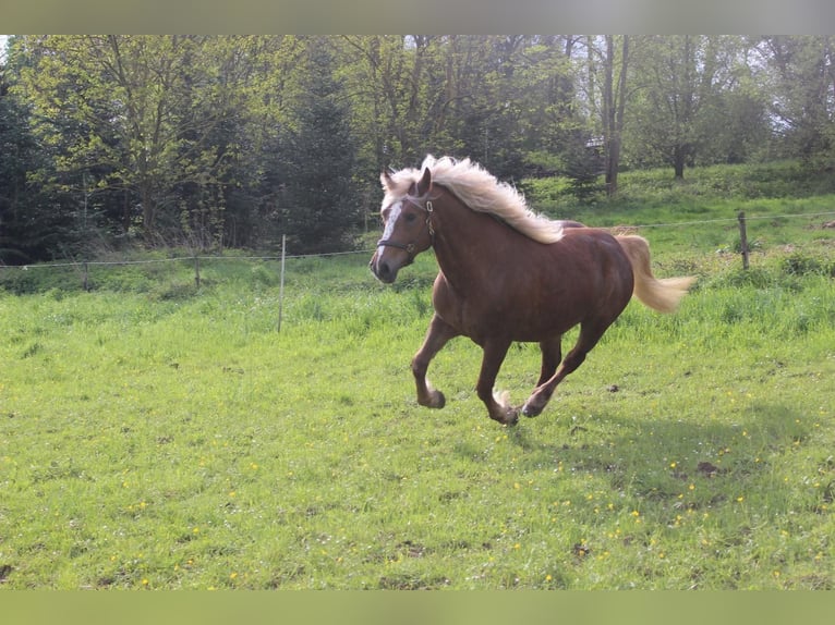 Black Forest Horse Mare 3 years 15 hh Chestnut in Wiesloch
