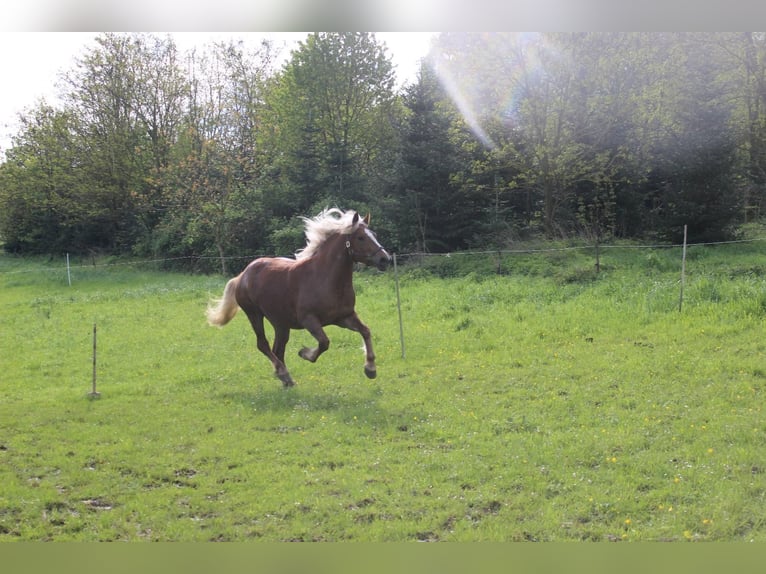 Black Forest Horse Mare 3 years 15 hh Chestnut in Wiesloch