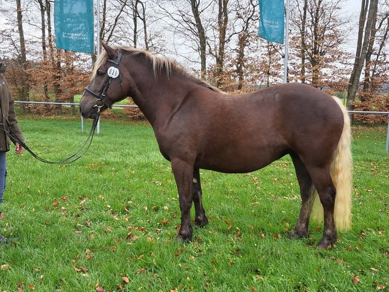 Black Forest Horse Mare 3 years 15 hh Chestnut in Sulz am Neckar