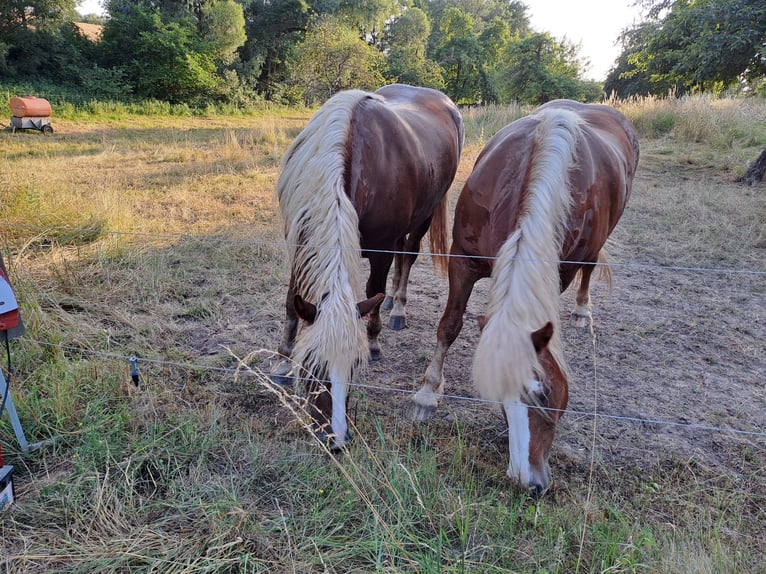 Black Forest Horse Mare 3 years 15 hh Chestnut in Bretzfeld