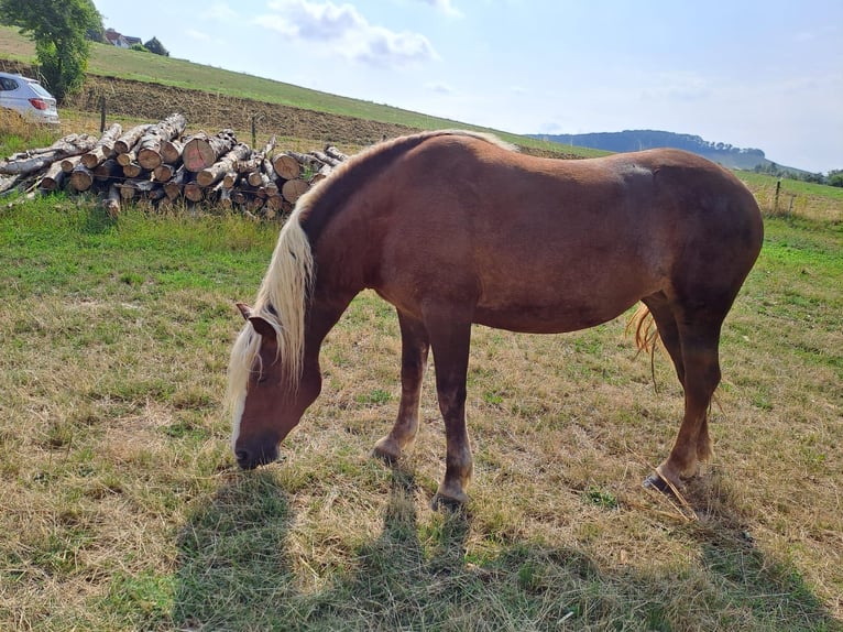 Black Forest Horse Mare 3 years 15 hh Chestnut in Bretzfeld