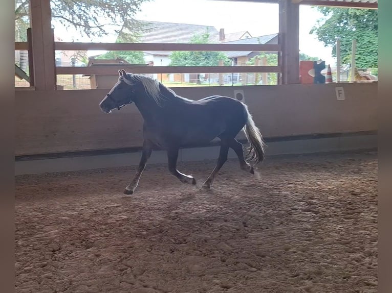 Black Forest Horse Mare 3 years 15 hh Chestnut in Bretzfeld