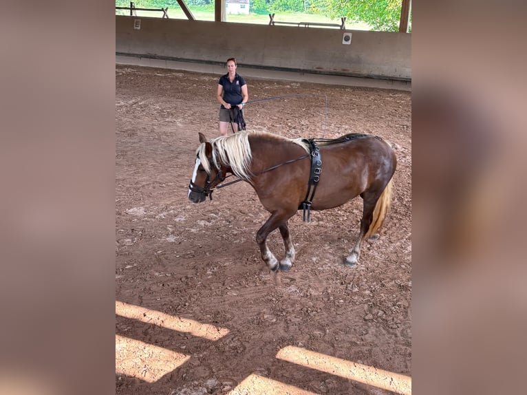 Black Forest Horse Mare 3 years 15 hh Chestnut in Bretzfeld