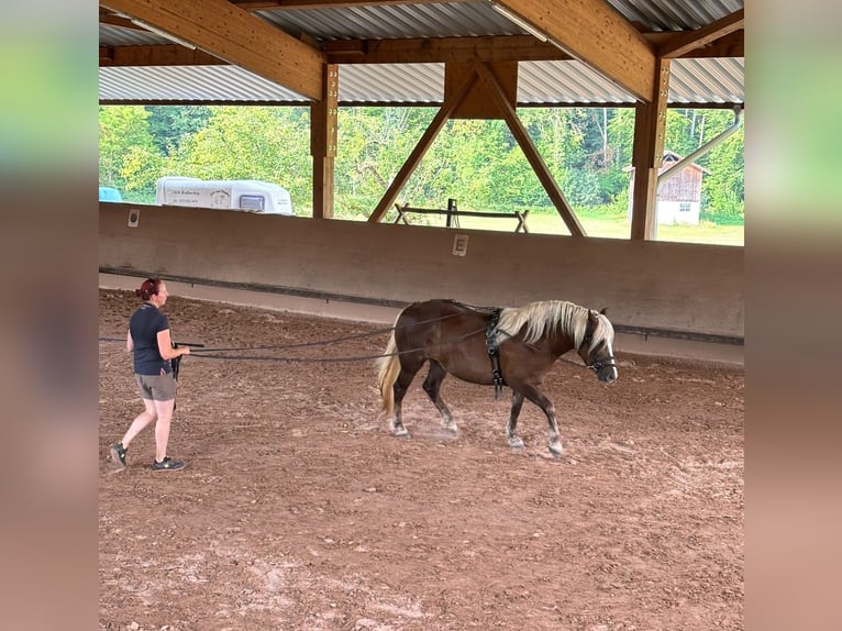 Black Forest Horse Mare 3 years 15 hh Chestnut in Bretzfeld