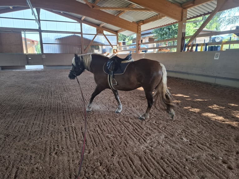 Black Forest Horse Mare 3 years 15 hh Chestnut in Bretzfeld