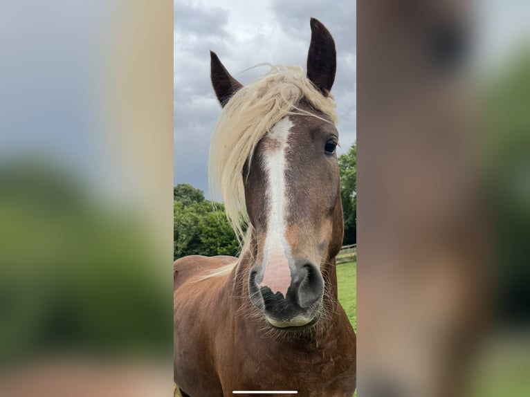 Black Forest Horse Mare 3 years 15 hh Chestnut-Red in Belfeld